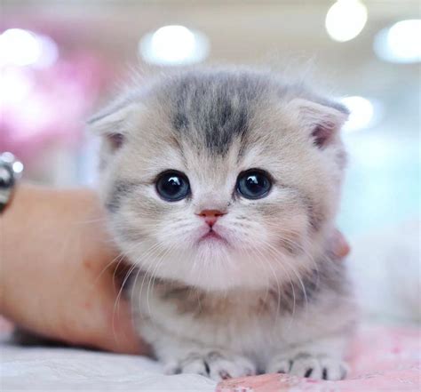 Many championship Persian cats have come from this breeder. . Teacup munchkin kittens for sale near illinois